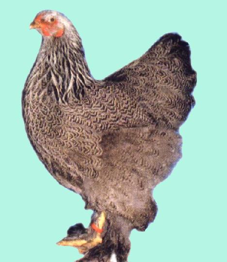 Brahma dunkel